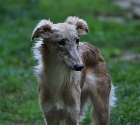 Silken windhound puppies - Kennel, Borzoi, Scottish Deerhoud, Greyhound, Silken Windhound dog breeding, puppies availalbe